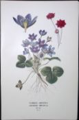 Common Liverwort Edward Step Rare Antique Flower Book Plate-5