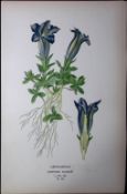 Gentinella Flower Edward Step Rare Antique Botanical Book Plate-183
