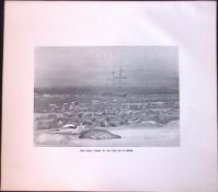 Harp Seals In Floe Ice Limited-Edition J.G. Millais Antique Print.