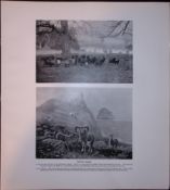 Sheep Hebridean, St Kilda’s, Soay Rare Limited-Edition J.G. Millais Antique Print.