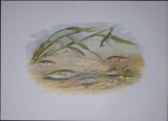 Stickleback Family Rev Houghton British Freshwater Fish 1879 Scarce Engraving-39