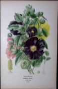 Hollyhock Edward Step Rare Antique Botanical Book Plate-51