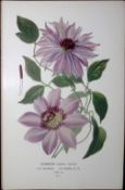 Clematis Varieties Edward Step Rare Antique Flower Book Plate-1