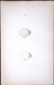 Starling William Hewitson Antique Nests & Eggs of British Birds Print-57
