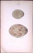 Great Bustard-William Hewitson Antique Nests & Eggs of British Birds Print-44