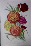 Selection of Carnations Antique Edwardian Robert Thompson Print-13