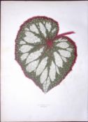 Begonia Rex Flower Antique Shirley Hibbard Greenhouse Coloured Print-1