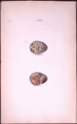 Quail Eggs-William Hewitson Antique Nests & Eggs of British Birds Print-45