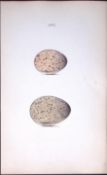 Water & Moor Hen - William Hewitson Antique Nests & Eggs of British Birds Print-42