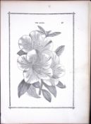 The Azalea Antique Shirley Hibbard Greenhouse Black & White Print-39