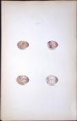 Lapland Bunting William Hewitson Antique Nests & Eggs of British Birds Print-68