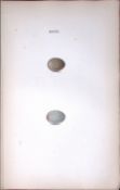 The Nightingale Hewitson Antique Nests & Eggs of British Birds Print-23