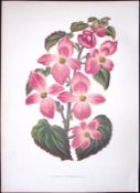 Begonia Diversifolia Flower Antique Shirley Hibbard Greenhouse Coloured Print-43