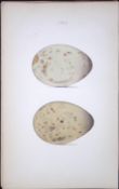 Skua Gull-William Hewitson Antique Nests & Eggs of British Birds Print-98