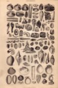 Conchology Study of Seashells 90 Illustrations Antique 154 Yrs-Old Steel Engraving -18.