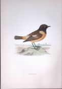 Stonechat Rev Morris Antique History of British Birds 130 Years-Old Engraving-102