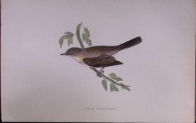 Lesser Whitethroat Rev Morris Antique History of British Birds 130 Years-Old Engraving-123