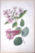 Weigela & Lapageria Rosea Antique Robert Thompson Hand Coloured Print-5
