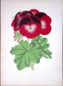 Pelargonium Flower Antique Shirley Hibbard Greenhouse Coloured Print-17