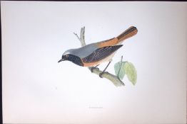 Redstart Rev Morris Antique History of British Birds 130 Years-Old Engraving-100