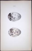 Black Guillemot Hewitson Antique Nests & Eggs of British Birds Print-114