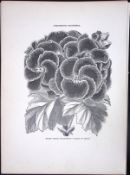Hybrid Double Pelargonium Antique Shirley Hibbard Greenhouse Black & White Print-36