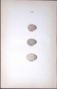 The Cuckoo Family William Hewitson Antique Nests & Eggs of British Birds Print-53