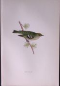 Goldcrest Rev Morris Antique History of British Birds 130 Years-Old Engraving-131