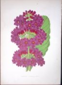 Japanese Primrose Flower Antique Shirley Hibbard Greenhouse Coloured Print-24