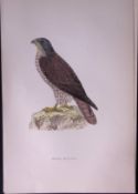 Honey Buzzard Rev Morris Antique History of British Birds 130 Years-Old Engraving-132