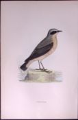 Wheatear Rev Morris Antique History of British Birds 130 Years-Old Engraving-104