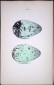 Brunnich’s Guillemot Hewitson Antique Nests & Eggs of British Birds Print-115
