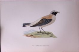 Black Throated Wheatear Rev Morris Antique History of British Birds 130 Years-Old Engraving-105