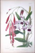 Orchids - Dendrobium Antique Robert Thompson Hand Coloured Print-6