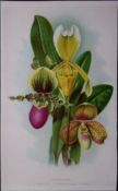 Cypripediums Orchids Antique Edwardian Robert Thompson Print-18