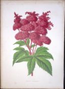 Spirea Palamanta Plant Antique Shirley Hibbard Greenhouse Coloured Print-28