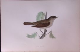 Nightingale Rev Morris Antique History of British Birds 130 Years-Old Engraving-113