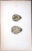 Dotterel -William Hewitson Antique Nests & Eggs of British Birds Print-76