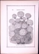 Master Christine Pelargonium Antique Shirley Hibbard Greenhouse Black & White Print-38