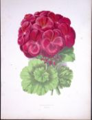 Scented Pelargonium Flower Antique Shirley Hibbard Greenhouse Coloured Print-15