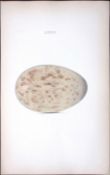 Crane -William Hewitson Antique Nests & Eggs of British Birds Print-79