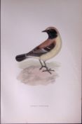 Desert Wheatear Rev Morris Antique History of British Birds 130 Years-Old Engraving-107
