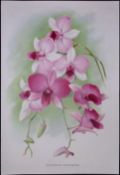 Dendrobium Orchid Flower Antique Edwardian Robert Thompson Print-11