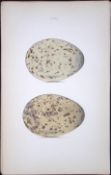 Black-Backed Gull-William Hewitson Antique Nests & Eggs of British Birds Print-99