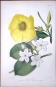 Stove Plants - Allamanda and Stephabotis Flower Antique Hand Coloured Print-2
