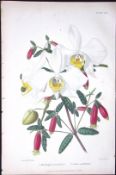 Phalaenopsis Orchids Antique Robert Thompson Hand Coloured Print-11