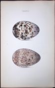 The Razor Bill - William Hewitson Antique Nests & Eggs of British Birds Print-112