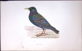 Starling Rev Morris History of British Birds 130 Yrs-Old AntiqueEngraving-82