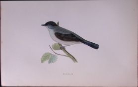 Blackcap Rev Morris Antique History of British Birds 130 Years-Old Engraving-119