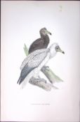 Egyptian Vulture Rev Morris Antique History of British Birds 130 Years-Old Engraving-12